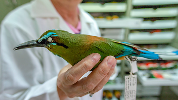 Colección de Aves